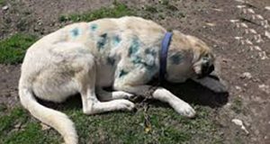 <center> Devrekâni: </center><center><font color=’blue’> KÖPEK AV TÜFEĞİYLE VURULDU! </font></center>