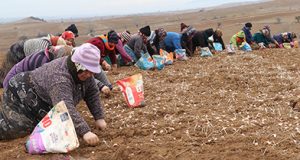<center> Taşköprü: </center><center><font color=’blue’> SARIMSAK EKİM ALANI 2 KATINA ÇIKACAK  </font></center>