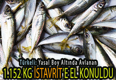 <center> Türkeli: Yasal Boy Altında Avlanan </center><center><font color=’blue’>1.152 KG İSTAVRİT’E EL KONULDU </font></center>