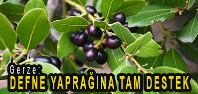 <center> Gerze: </center><center><font color=’blue’> DEFNE YAPRAĞINA TAM DESTEK </font></center>