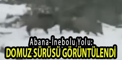 <center> Abana-İnebolu Yolu: </center><center><font color=’blue’> DOMUZ SÜRÜSÜ GÖRÜNTÜLENDİ </font></center>