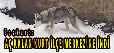 <center> Bozkurt: </center><center><font color=’blue’> AÇ KALAN KURT İLÇE MERKEZİNE İNDİ </font></center>
