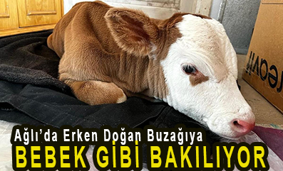 <center> Ağlı’da Erken Doğan Buzağıya </center><center><font color=’blue’> BEBEK GİBİ BAKILIYOR </font></center>