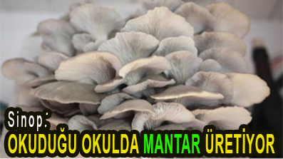 <center> Sinop: </center><center><font color=’blue’> OKUDUĞU OKULDA MANTAR ÜRETİYOR </font></center>