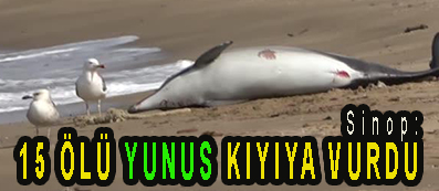 <center> Sinop: </center><center><font color=’blue’>15 ÖLÜ YUNUS KIYIYA VURDU </font></center>