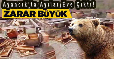 <center> Ayancık’ta Ayılar Eve Çıktı! </center><center><font color=’blue’> ZARAR BÜYÜK </font></center>