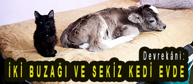 <center> Devrekâni: </center><center><font color=’blue’> İKİ BUZAĞI VE SEKİZ KEDİ EVDE </font></center>