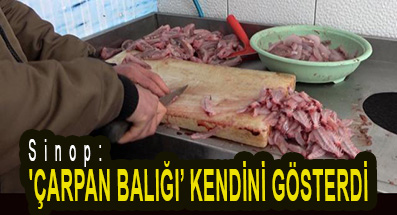 <center> Sinop: </center><center><font color=’blue’>‘ÇARPAN BALIĞI’ KENDİNİ GÖSTERDİ </font></center>