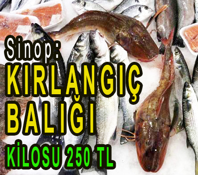 <center> Sinop: </center><center><font color=’blue’> KIRLANGIÇ BALIĞI: KİLOSU 250 TL </font></center>