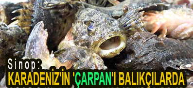 <center> Sinop: </center><center><font color=’blue’> KARADENİZ’İN ‘ÇARPAN’I BALIKÇILARDA  </font></center>