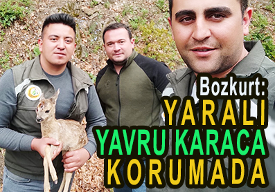 <center> Bozkurt: </center><center><font color=’blue’> YARALI YAVRU KARACA KORUMADA </font></center>