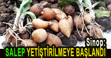 <center> Sinop: </center><center><font color=’blue’> SALEP YETİŞTİRİLMEYE BAŞLANDI </font></center>
