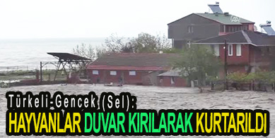 <center> Türkeli-Gencek (Sel): </center><center><font color=’blue’> HAYVANLAR DUVAR KIRILARAK KURTARILDI </font></center>