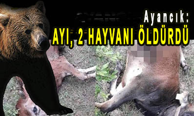 <center> Ayancık: </center><center><font color=’blue’> AYI, 2 HAYVANI ÖLDÜRDÜ </font></center>