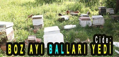 <center> Cide: </center><center><font color=’blue’> BOZ AYI BALLARI YEDİ </font></center>