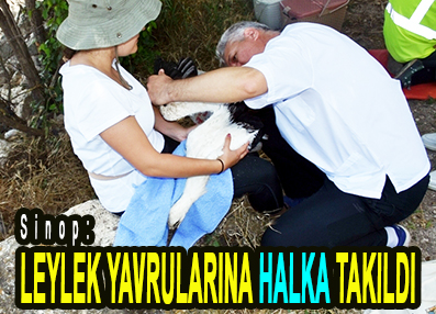 <center> Sinop: </center><center><font color=’blue’> LEYLEK YAVRULARINA HALKA TAKILDI </font></center>