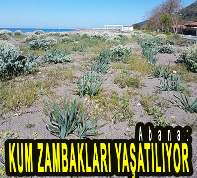 <center> Abana: </center><center><font color=’blue’> KUM ZAMBAKLARI YAŞATILIYOR </font></center>
