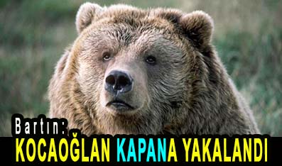 <center> Bartın: </center><center><font color=’blue’> KOCAOĞLAN KAPANA YAKALANDI </font></center>