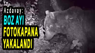 <center> Azdavay: </center><center><font color=’blue’> BOZ AYI FOTOKAPANA YAKALANDI </font></center>
