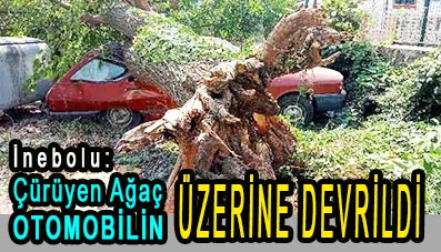 <center> İnebolu: Çürüyen Ağaç </center><center><fontcolor=’blue’> OTOMOBİLİN ÜZERİNE DEVRİLDİ </font></center>