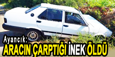 <center> Ayancık: </center><center><font color=’blue’> ARACIN ÇARPTIĞI İNEK ÖLDÜ </font></center>