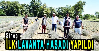 <center> Sinop: </center><center><font color=’blue’> İLK LAVANTA HASADI YAPILDI </font></center>
