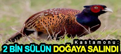 <center> Kastamonu: </center><center><font color=’blue’>2 BİN SÜLÜN DOĞAYA SALINDI </font></center>