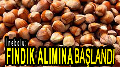 <center> İnebolu: </center><center><font color=’blue’> FINDIK ALIMINA BAŞLANDI </font></center>