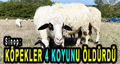 <center> Sinop: </center><center><font color=’blue’> KÖPEKLER 4 KOYUNU ÖLDÜRDÜ </font></center>