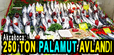 <center> Akçakoca: </center><center><font color=’blue’>250 TON PALAMUT AVLANDI! </font></center>