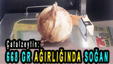<center> Çatalzeytin: </center><center><font color=’blue’>668 GR AĞIRLIĞINDA SOĞAN  </font></center>