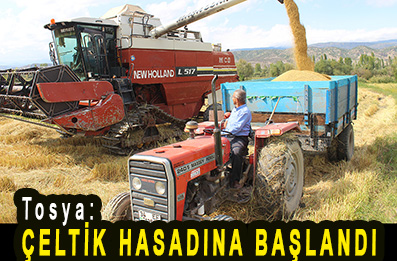 <center> Tosya: </center><center><font color=’blue’> ÇELTİK HASADINA BAŞLANDI </font></center>