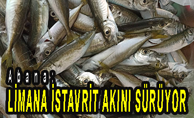 <center> Abana: </center><center><font color=’blue’> LİMANA İSTAVRİT AKINI SÜRÜYOR </font></center>