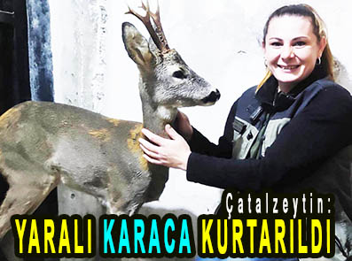 <center> Çatalzeytin: </center><center><font color=’blue’> YARALI KARACA KURTARILDI </font></center>