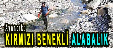 <center> Ayancık: </center><center><font color=’blue’> KIRMIZI BENEKLİ ALABALIK  </font></center>