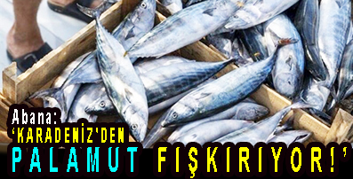 <center> Abana: </center><center><font color=’blue’>‘KARADENİZ’DEN PALAMUT FIŞKIRIYOR!’ </font></center>