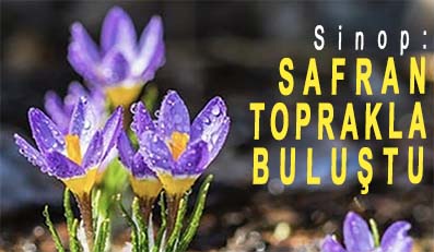 <center> Sinop: </center><center><font color=’blue’> SAFRAN TOPRAKLA BULUŞTU </font></center>