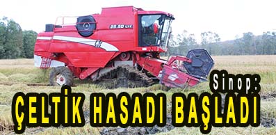 <center> Sinop: </center><center><font color=’blue’> ÇELTİK HASADI BAŞLADI </font></center>