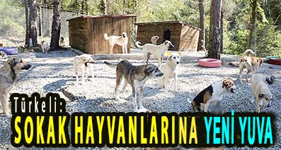 <center> Türkeli: </center><center><font color=’blue’> SOKAK HAYVANLARINA YENİ YUVA </font></center>