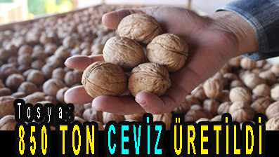<center> Tosya: </center><center><font color=’blue’>850 TON CEVİZ ÜRETİLDİ </font></center>