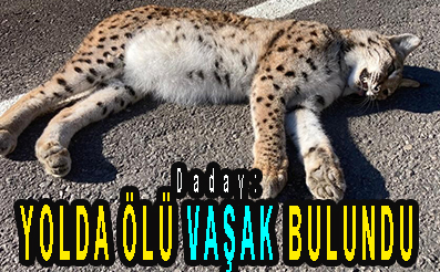 <center> Daday: </center><center><font color=’blue’> YOLDA ÖLÜ VAŞAK BULUNDU </font></center>