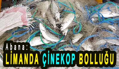 <center> Abana: </center><center><font color=’blue’> LİMANDA ÇİNEKOP BOLLUĞU </font></center>