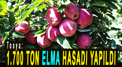 <center> Tosya: </center><center><font color=’blue’>1.700 TON ELMA HASADI YAPILDI </font></center>
