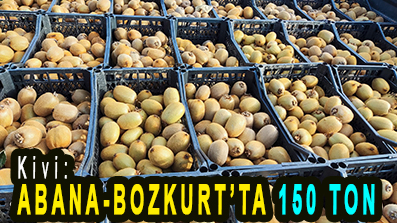 <center> Kivi: </center><center><font color=’blue’> ABANA-BOZKURT’TA 150 TON </font></center>