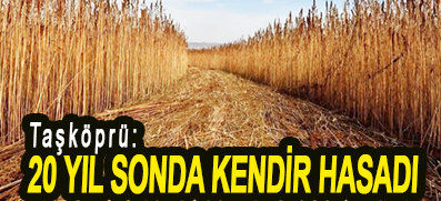 <center> Taşköprü: </center><center><font color=’blue’>20 YIL SONDA KENDİR HASADI </font></center>
