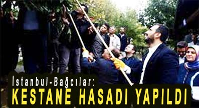 <center> İstanbul-Bağcılar: </center><center><font color=’blue’> KESTANE HASADI YAPILDI </font></center>