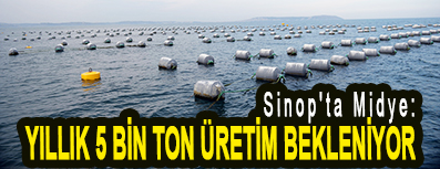 <center> Sinop’ta Midye: </center><center><font color=’blue’> YILLIK 5 BİN TON ÜRETİM BEKLENİYOR </font></center>