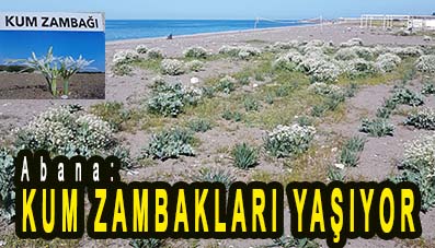 <center> Abana: </center><center><font color=’blue’> KUM ZAMBAKLARI YAŞIYOR </font></center>