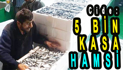 <center> Cide: </center><center><font color=’blue’>5 BİN KASA HAMSİ  </font></center>