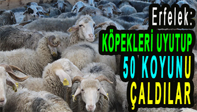 <center> Erfelek: </center><center><font color=’blue’> KÖPEKLERİ UYUTUP 50 </font></center>   KOYUNU ÇALDILAR